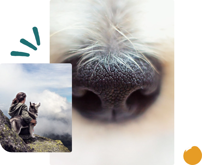 Raggruppa-9 educatore cinofilo a Trento durante una sessione con cane